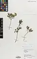 Corydalis verticillaris • بهارک فراهم گل‌درشت