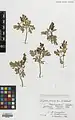 Corydalis verticillaris • بهارک فراهم گل‌درشت