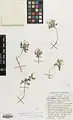Corydalis verticillaris • بهارک فراهم گل‌درشت