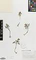 Corydalis verticillaris • بهارک فراهم گل‌درشت