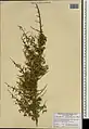 Convolvulus leiocalycinus • پیچک کاسه‌صاف