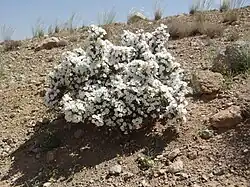 Convolvulus leiocalycinus • پیچک کاسه‌صاف