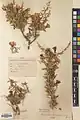 Convolvulus leiocalycinus • پیچک کاسه‌صاف