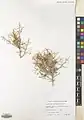 Convolvulus leiocalycinus • پیچک کاسه‌صاف