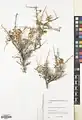 Convolvulus leiocalycinus • پیچک کاسه‌صاف