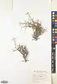 Convolvulus leiocalycinus • پیچک کاسه‌صاف