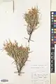 Convolvulus leiocalycinus • پیچک کاسه‌صاف