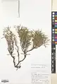Convolvulus leiocalycinus • پیچک کاسه‌صاف