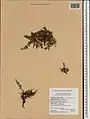 Cuscuta palaestina • سس فلسطینی
