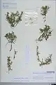 Cuscuta palaestina • سس فلسطینی