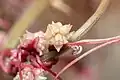 Cuscuta palaestina • سس فلسطینی