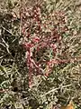 Cuscuta palaestina • سس فلسطینی