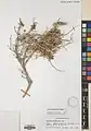 Cuscuta palaestina • سس فلسطینی