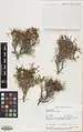 Cuscuta palaestina • سس فلسطینی