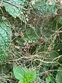 Cuscuta palaestina • سس فلسطینی