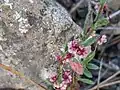 Cuscuta palaestina • سس فلسطینی