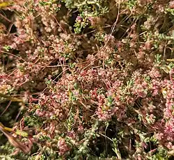 Cuscuta palaestina • سس فلسطینی
