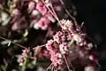 Cuscuta palaestina • سس فلسطینی