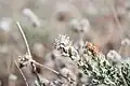 Cressa cretica • علف مورچه