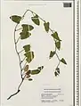 Convolvulus betonicifolius • پیچک برگ‌پیکانی