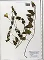 Convolvulus betonicifolius • پیچک برگ‌پیکانی