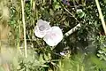 Convolvulus betonicifolius • پیچک برگ‌پیکانی