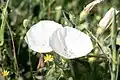 Convolvulus betonicifolius • پیچک برگ‌پیکانی