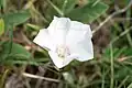 Convolvulus betonicifolius • پیچک برگ‌پیکانی