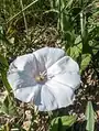 Convolvulus betonicifolius • پیچک برگ‌پیکانی
