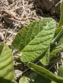 Convolvulus betonicifolius • پیچک برگ‌پیکانی