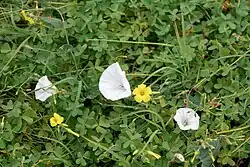 Convolvulus betonicifolius • پیچک برگ‌پیکانی