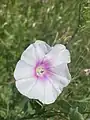 Convolvulus betonicifolius • پیچک برگ‌پیکانی