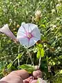 Convolvulus betonicifolius • پیچک برگ‌پیکانی