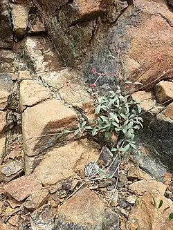 Boerhavia elegans • سرخ سرک