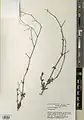 Boerhavia elegans • سرخ سرک