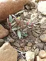 Boerhavia elegans • سرخ سرک