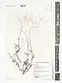 Boerhavia elegans • سرخ سرک