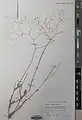 Boerhavia elegans • سرخ سرک