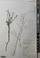 Boerhavia elegans • سرخ سرک