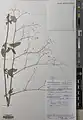 Boerhavia elegans • سرخ سرک