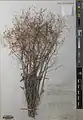 Boerhavia elegans • سرخ سرک