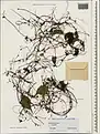 Cuscuta monogyna • سس شرقی