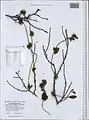 Cuscuta monogyna • سس شرقی