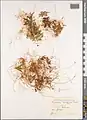 Cuscuta monogyna • سس شرقی