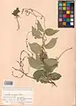Cuscuta monogyna • سس شرقی