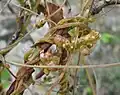 Cuscuta monogyna • سس شرقی