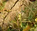 Cuscuta monogyna • سس شرقی