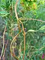 Cuscuta monogyna • سس شرقی