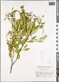 Cuscuta monogyna • سس شرقی