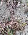 Cuscuta monogyna • سس شرقی